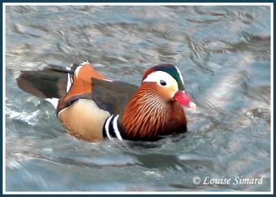 Canard mandarin / Mandarin Duck