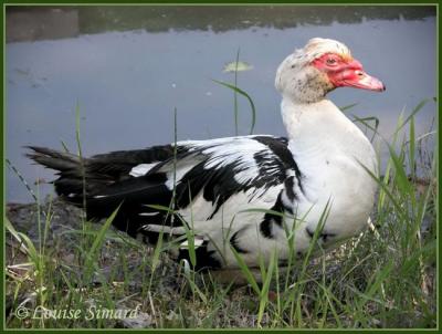 Canard musqu / Muscovy Duck