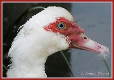 Canard musqu / Muscovy Duck
