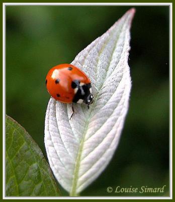 Coccinella septempunctata / Coccinelle  7 points (Sevenspotted lady beetle)