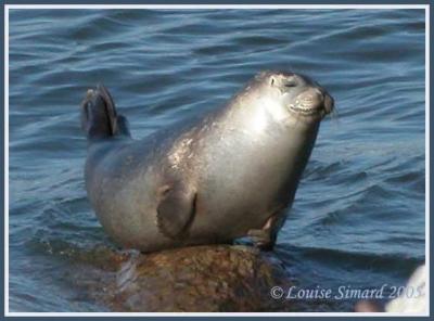 Phoque commun / Harbour Seal