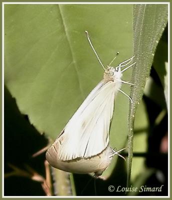 Piride des crucifres / Mustard white / Pieris oleracea