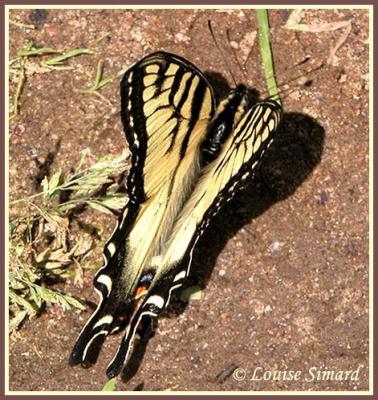 Papillon tigr du Canada / Canadian Tiger Swallowtail / Pterourus glaucus Canadensis