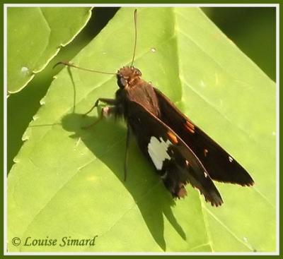 Hesprie  taches argentes / Silverspotted  skipper / Epargyreus clarus