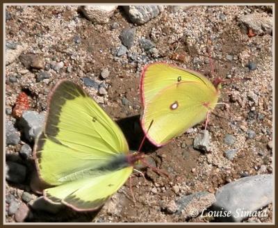 Coliade intérieur / Pinkedged Sulphur / Colias interior interior