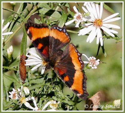 Petite vanesse / Milberts Tortoise-shell / Aglais milberti milberti