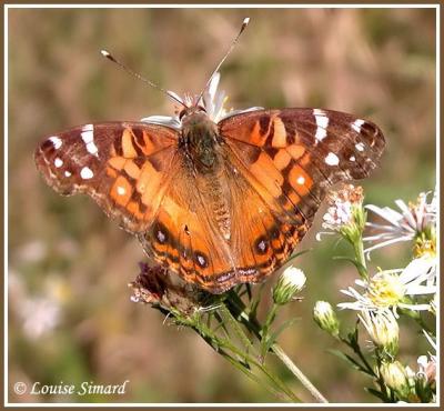 Vanesse de Virginie / American Painted Lady / Vanessa virginiensis