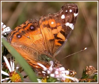 Vanesse de Virginie / American Painted Lady / Vanessa virginiensis