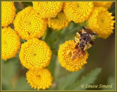 Phymata americana americana / Punaise ambusque / Ambush bug