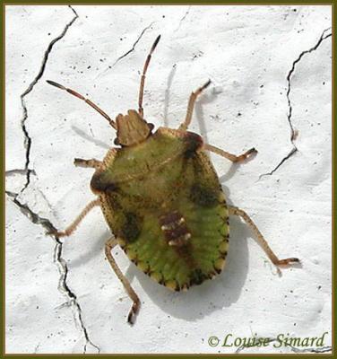 Punaise / Stink Bug