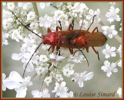 Rhagonycha excavata / Cantharide à bande terminale