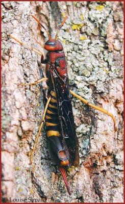 Tremex columba / Pigeon Tremex / Tremex