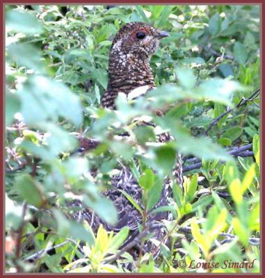 Ttras du Canada / Spruce Grouse