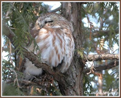 Petite Nyctale / Northern Saw-whet Owl