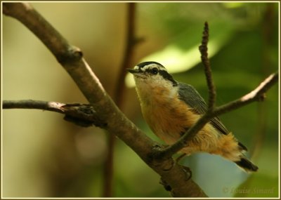 Sittelle à poitrine rousse / Red-breasted Nuthatch
