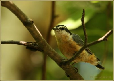 Sittelle  poitrine rousse / Red-breasted Nuthatch