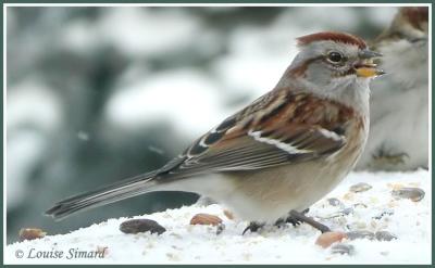 Bruant hudsonien (American Tree Sparrow)