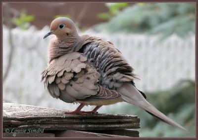 Tourterelle triste (Mourning Dove)