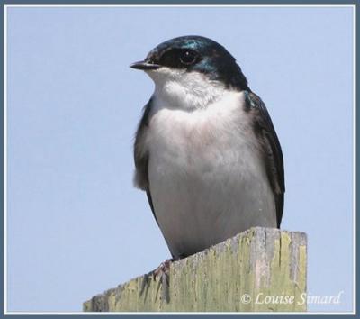 Hirondelle bicolore / Tree-Swallow