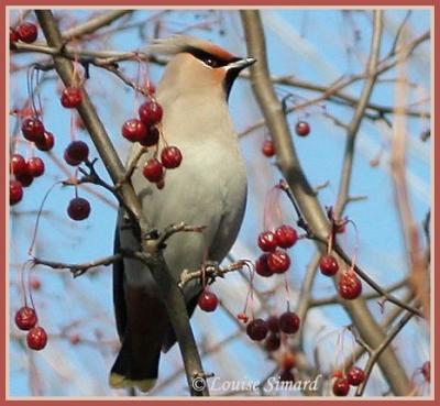 Jaseur boreal / Bohemian Waxwing