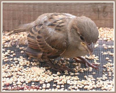 Moineau domestique (House Sparrow)