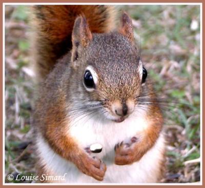 cureuil roux / Red Squirrel