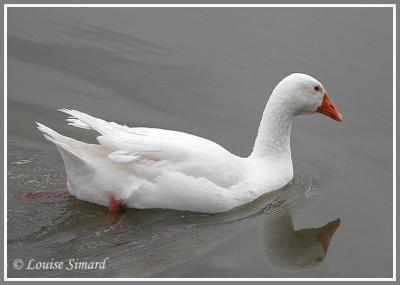 Oie cendre / Graylag Goose