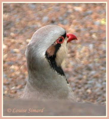 Perdrix choukar / Chukar