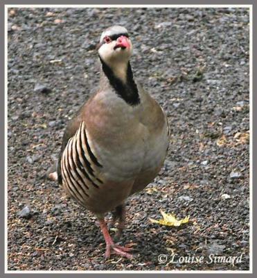 Perdrix choukar / Chukar