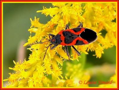 Lygaeus kalmii / Small milkweed bug / Petite punaise de l'asclpiade