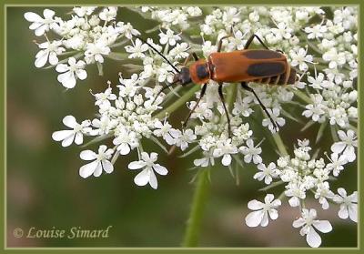 Chauliognatus pennsylvanicus / Grand Cantharide jaune