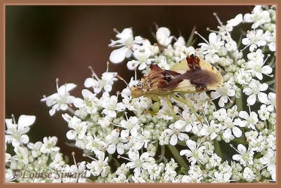 Phymata americana americana / Punaise ambusqu / Ambush bug