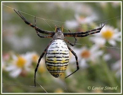 Argiope trifasciata / Banded garden spider