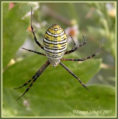 Argiope trifasciata / Banded garden spider