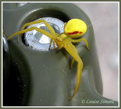 Thamiside (Goldenrod Crab Spider) Misumena vatia
