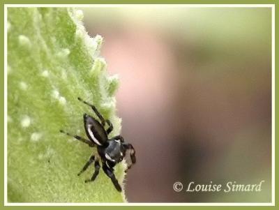 Pelegrina proterva (Jumping Spider)