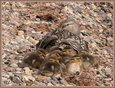 Canard colvert (Mallard)