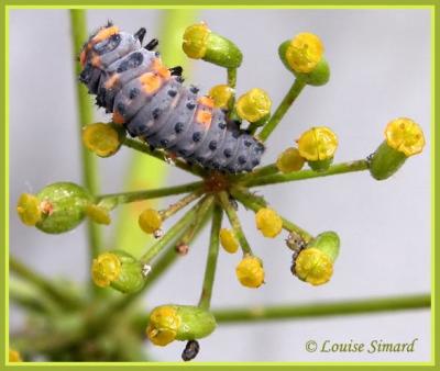 Larve de coccinelle