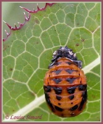 Nymphe de coccinelle / Lady beetle nymph