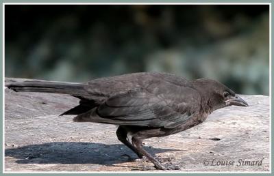 Quiscale bronz (Common Grackle)