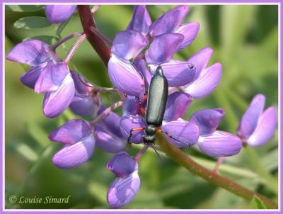 Lytta Sayi / Say's Blister Beetle / Méloé de Say