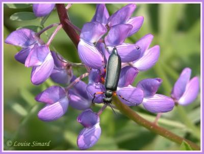 Lytta Sayi / Say's Blister Beetle / Mlo de Say