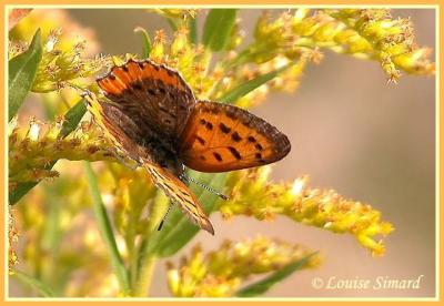 Bronzé / Bronze Copper / Hyllolycaena hyllus