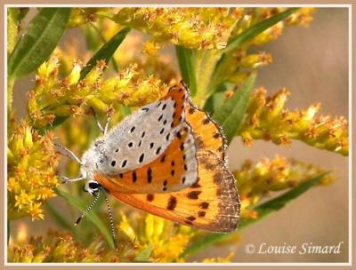 Bronzé / Bronze Copper / Hyllolycaena hyllus