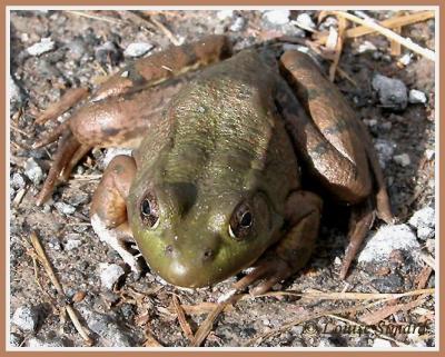 Grenouille verte (Northern Green Frog) Rana clamitans melanota