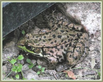Grenouille verte (Northern Green Frog) Rana clamitans melanota