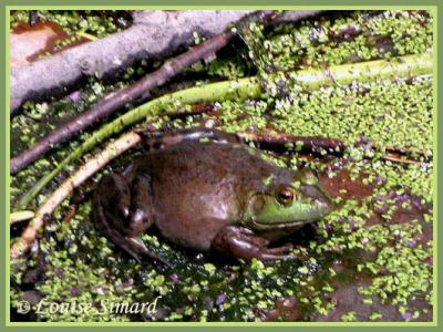 Ouaouaron (American Bullfrog) Rana catesbeiana