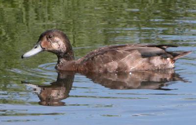 Possible hybride Canard branchu X Fuligule  tte rouge /  Possible Wood Duck X Redhead hybrid