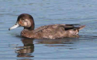 Possible hybride Canard branchu X Fuligule  tte rouge /  Possible Wood Duck X Redhead hybrid