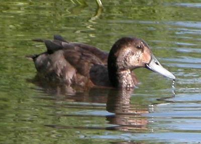 Possible hybride Canard branchu X Fuligule  tte rouge / Possible Wood Duck X Redhead hybrid